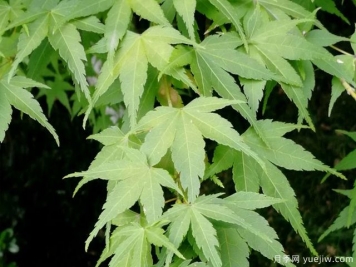 雞爪槭、三角楓、紅楓的區(qū)別辦法和圖片