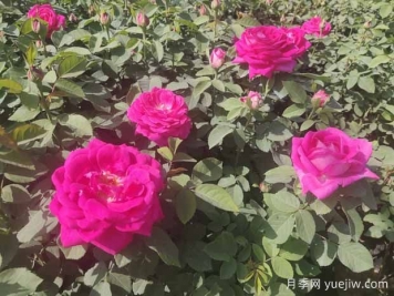 月季株形知識：微月、灌木、藤本、可藤可灌、株型緊湊