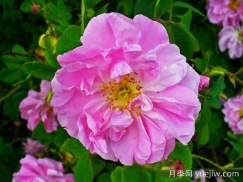 大馬士革玫瑰是玫瑰嗎？不是，甚至也不是月季！