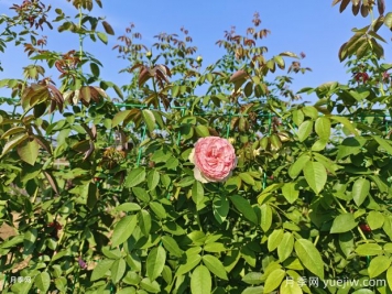 2米高粉龍月季網(wǎng)片批發(fā)，打造爆款花墻