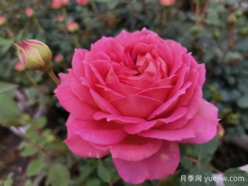 花店里的玫瑰是月季嗎？?月季專(zhuān)家告訴你