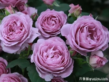 推薦5款真正的天然藍(lán)色月季，美麗又好養(yǎng)