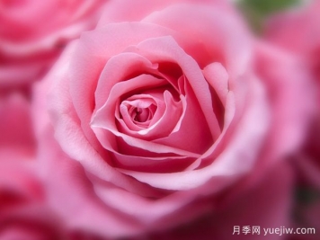 大花月季開花時間有哪些因素的影響？