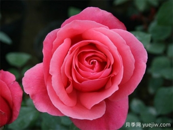 十個經(jīng)典大花月季品種介紹，花香濃郁，花朵大似巴掌