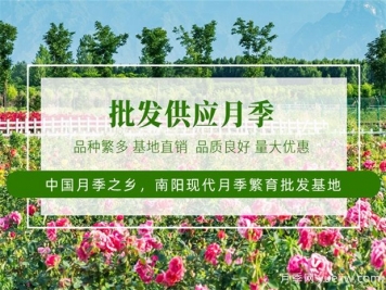 月季最新批發(fā)價(jià)格表，2025年4月月季網(wǎng)行情報(bào)價(jià)