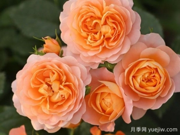 推薦十大勤花月季品種，一年四季花開(kāi)不斷