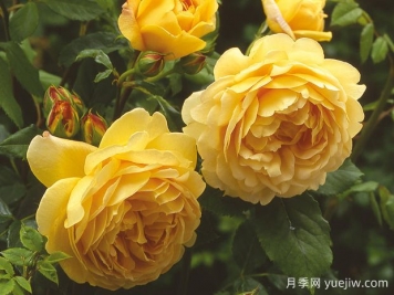 介紹8種超美月季品種，開(kāi)花時(shí)都美到爆