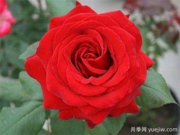 4個(gè)紅色月季，漂亮喜慶勤花濃香