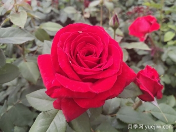 原產(chǎn)中國(guó)的玫瑰花(月季花)，是如何成為美國(guó)國(guó)花的？