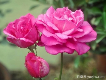 影響大花月季開花時間的因素喲哪些？