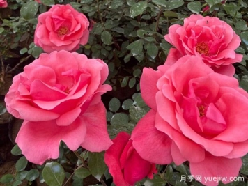 大花月季花期和開花時間是什么時候？
