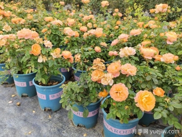 月季花通用養(yǎng)護(hù)技巧總結(jié)，為啥買來幾天月季就蔫了？