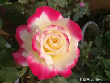 8個(gè)濃香開花勤的品種，讓你一次性養(yǎng)個(gè)夠