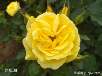 黃色系16種月季，明亮像太陽，耀眼如黃金