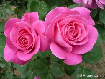 什么時候是大花月季的開花季節(jié)？