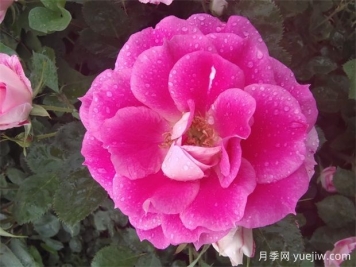 月季花的開花持續(xù)時(shí)間有多長？