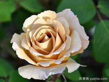 黃油硬糖月季的優(yōu)缺點是什么？