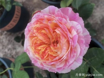 養(yǎng)月季，如何操作，才能花開不斷