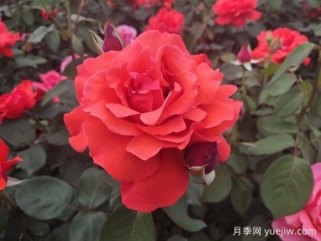 月季全年養(yǎng)護(hù)要點(diǎn)，1-12月全國各區(qū)域詳解