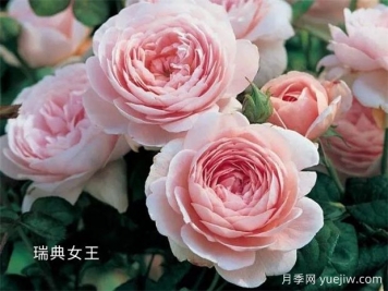 100種月季玫瑰品種圖鑒大全，你認識有沒有超過10個？