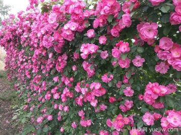 藤本類植物的修剪問題