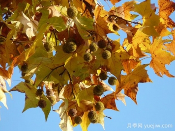 ?世界十大行道樹(shù)種類，法桐櫸樹(shù)榆樹(shù)七葉樹(shù)在列