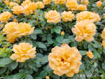 做好3件事，讓月季花開花不停歇