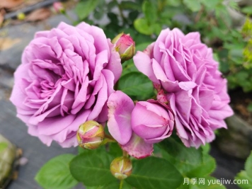 冬季養(yǎng)月季花，做好4點(diǎn)防護(hù)春季開滿花