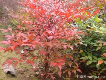 10種非常受歡迎的室內(nèi)植物有什么？