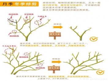 月季冬剪全攻略！各地區(qū)月季修剪時間和方法，全總結