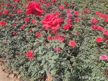 月季只長(zhǎng)葉子不開(kāi)花？應(yīng)該怎么辦
