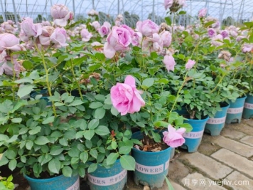 剛買的月季花怎么養(yǎng)護(hù)？新買的月季花養(yǎng)護(hù)指南