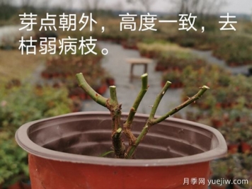 1月月季管理養(yǎng)護(hù)重點(diǎn)在哪里？請(qǐng)收好這份指南