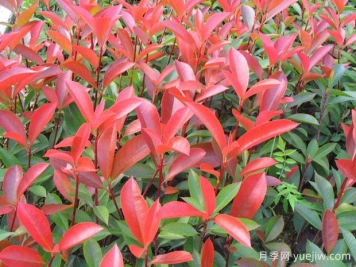 推薦6種經(jīng)典的紅色植物，養(yǎng)一盆紅火真喜慶