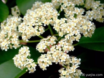 石楠花這么臭，為什么還要大力的種？