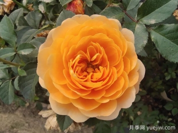 為什么很多花友喜愛(ài)橙色的月季花？