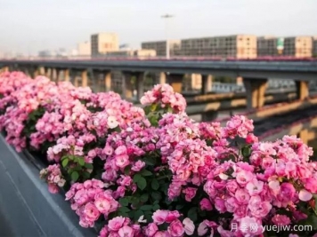 杭州高架月季實(shí)現(xiàn)定期開(kāi)花，是如何進(jìn)行花期調(diào)控的？