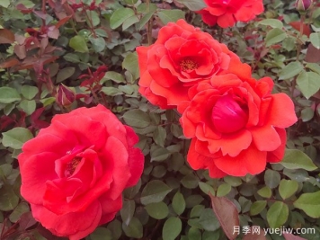 如何讓月季花開的更美？按照這個(gè)養(yǎng)護(hù)措施