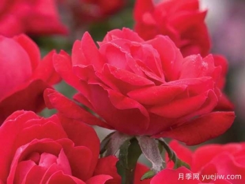 超低維護易爆花的豐花灌木月季不可少了絕代佳人系列
