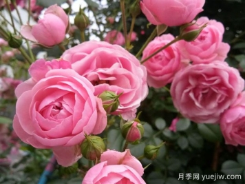 月季花能放在室內(nèi)養(yǎng)嗎？怎么提高月季抗病蟲能力？