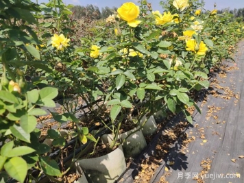 如何養(yǎng)護(hù)讓月季枝干變粗？