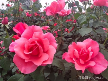 掌握月季養(yǎng)護(hù)口訣，讓月季實(shí)現(xiàn)月月開(kāi)花