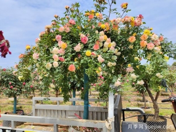558種常見園林植物大全集錦，干貨滿滿，園林人必知