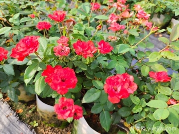 如何養(yǎng)殖月季花？從選土到修剪的全面指南