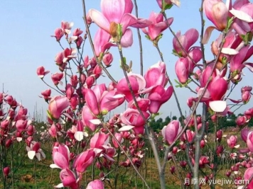 玉蘭花開，春色自來