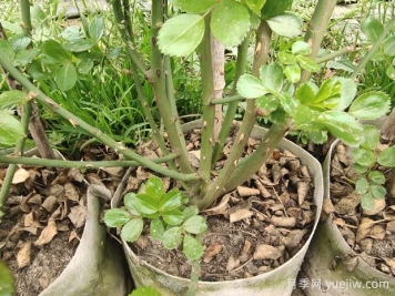 如何判斷月季休眠？如何修剪讓花開更多
