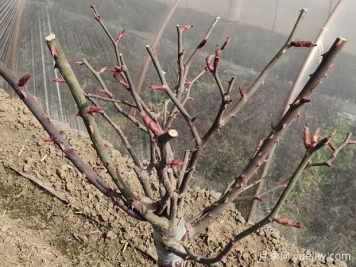 光桿月季怎么發(fā)芽快？