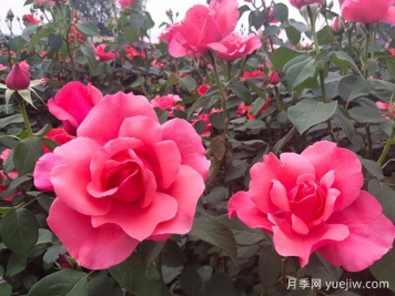 如何識別大花月季品種？