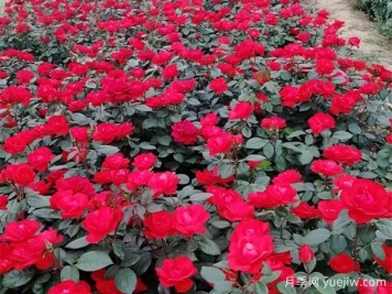 豐花月季花苗什么地方多？基地批發(fā)價格如何？