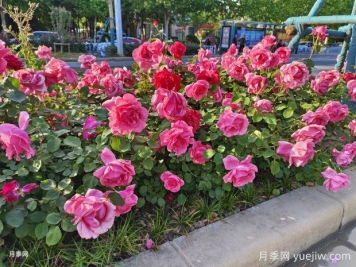 月季花為什么越開越小甚至不開花？